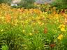 dsc03495.jpg